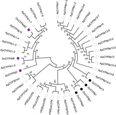 Antennae-abundant expression of candidate cytochrome P450 genes associated with odorant degradation in the asian citrus psyllid, Diaphorina citri